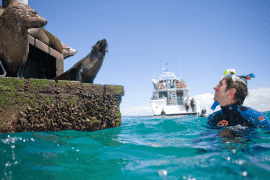 Private 2-Hour Dolphin and Seal Swim and Cruise