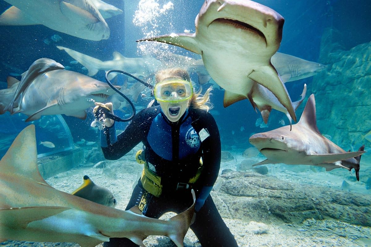shark-dive-at-melbourne-aquarium-2-1.jpg