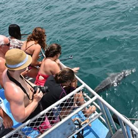 Dolphin Cruise with Brisbane Transfers, Family