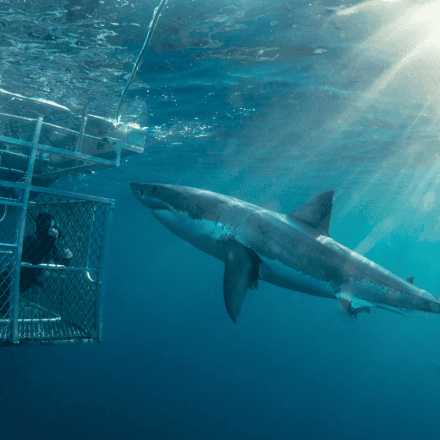 Great White 2 Night Getaway, Surface Cage Diver