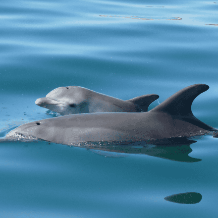 Swim with Wild Dolphins