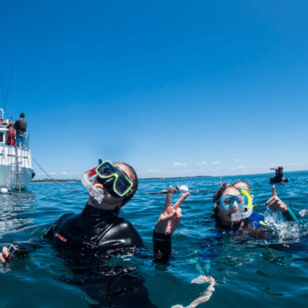 Swim with the Dolphins in Sorrento