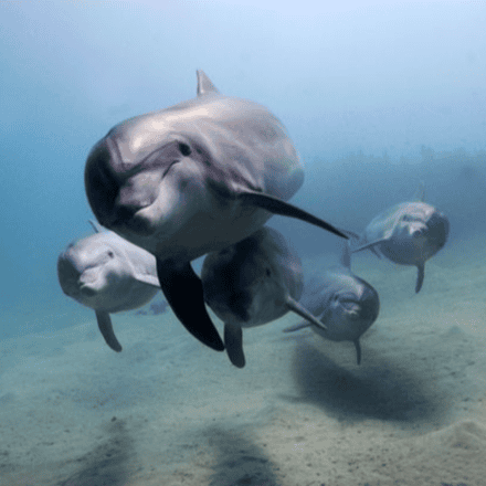 Swim with Dolphins, Adult